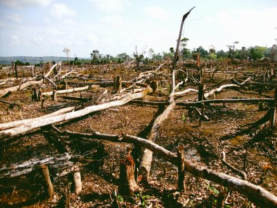 animal agriculture environmental destruction and deforestation