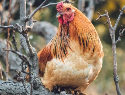 a smart chicken in a tree