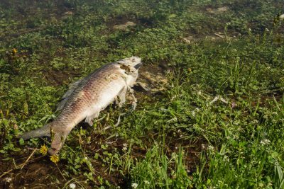 Water pollution - dead fish body decomposing in shallow water