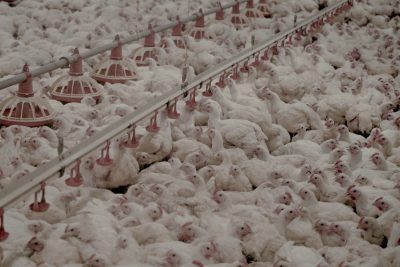 Farm Animal Confinement: Environmental Impacts & Legislation - GenV