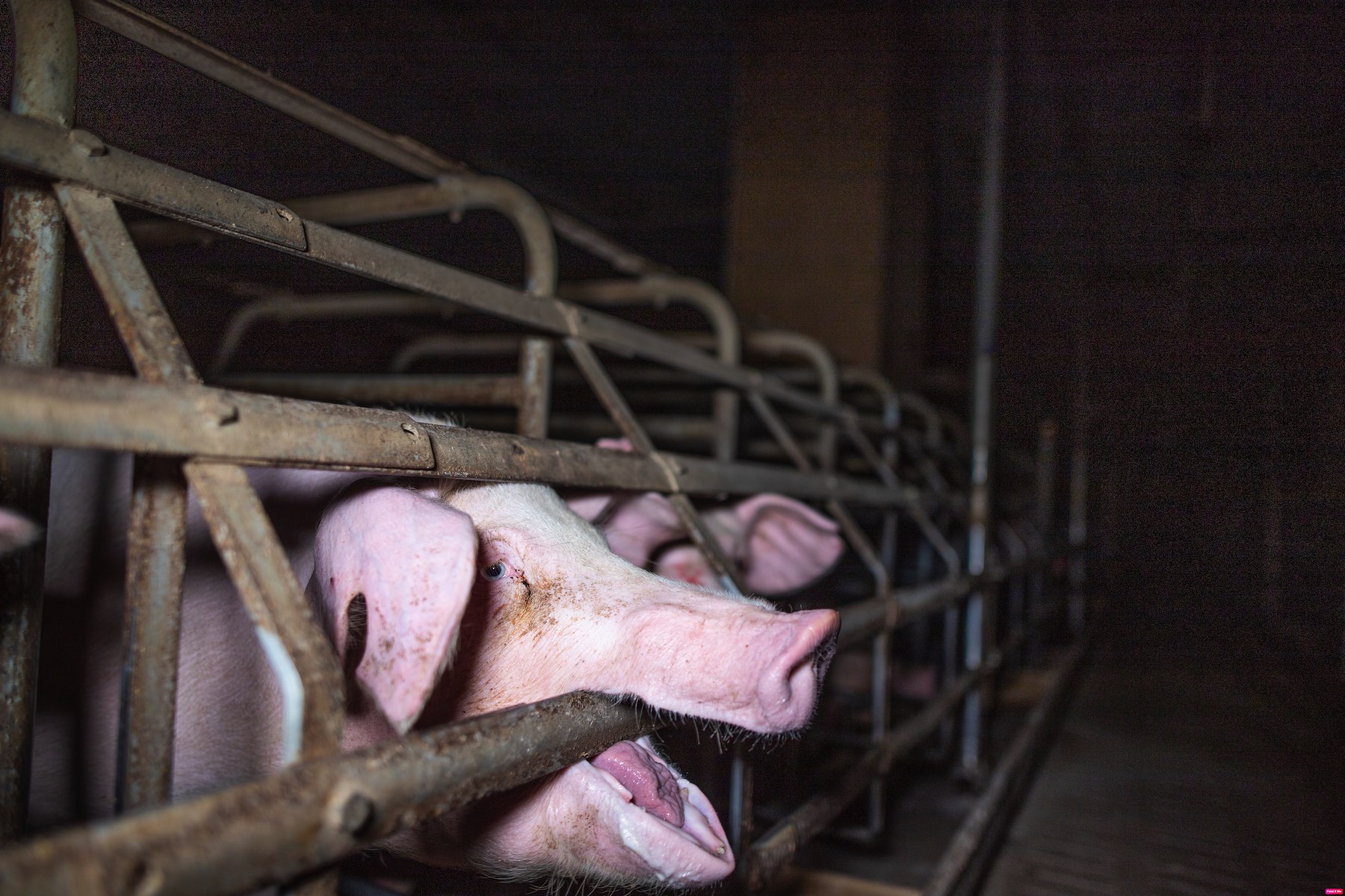 Factory farmed pigs