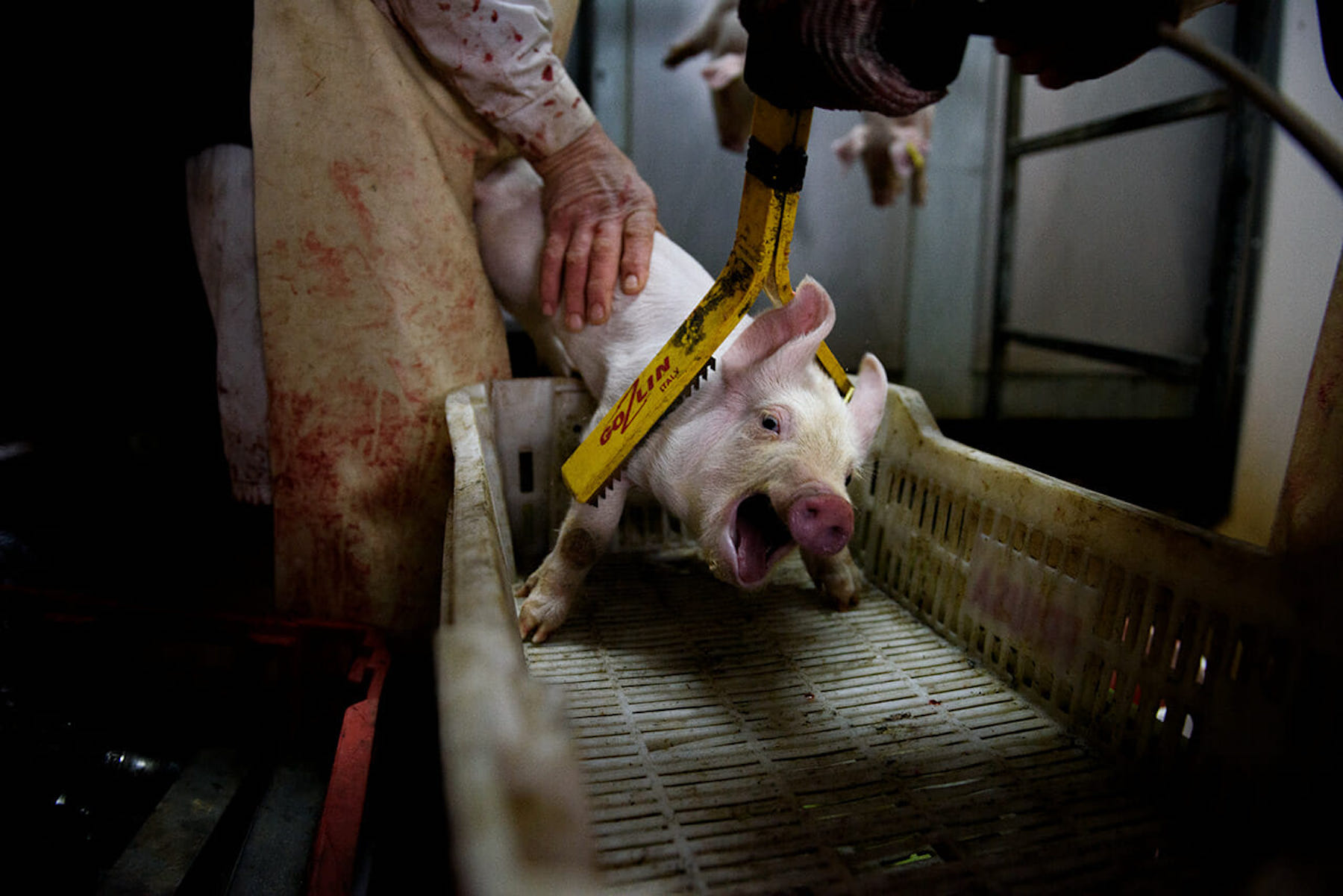 Pig being stunned in a slaughterhouse