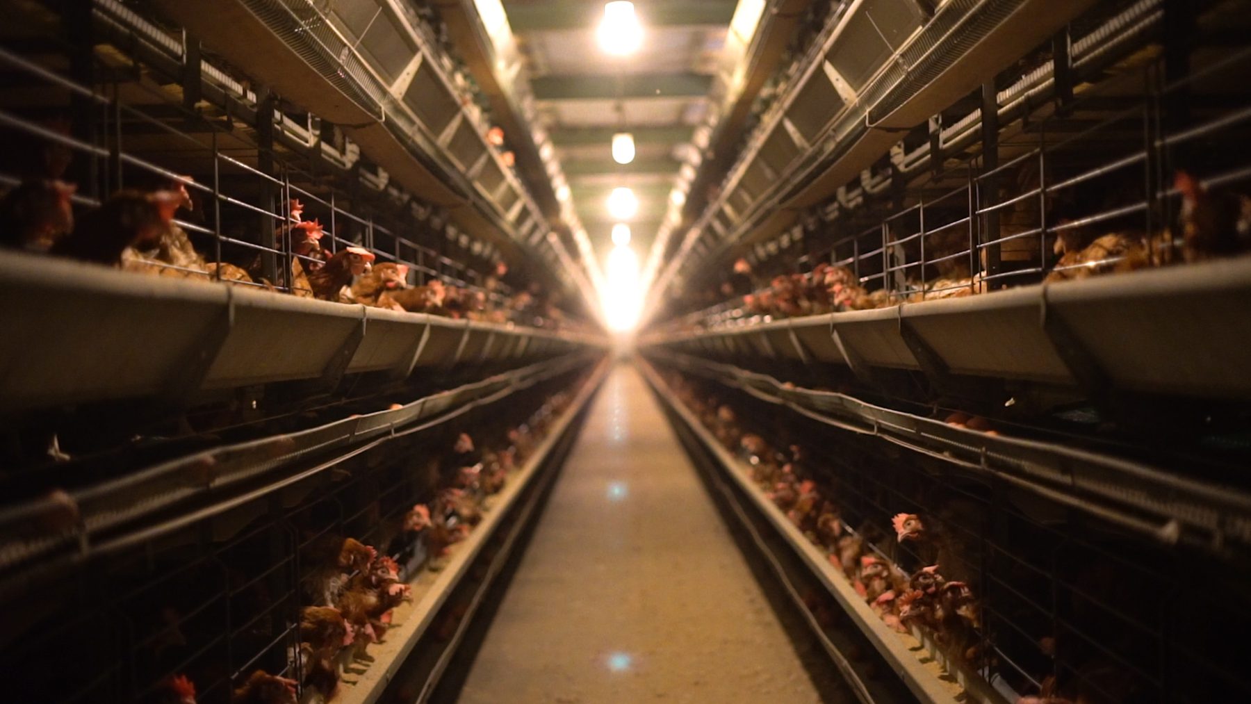 Battery Cages
