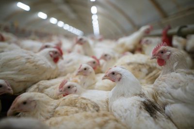 Chickens are factory farmed