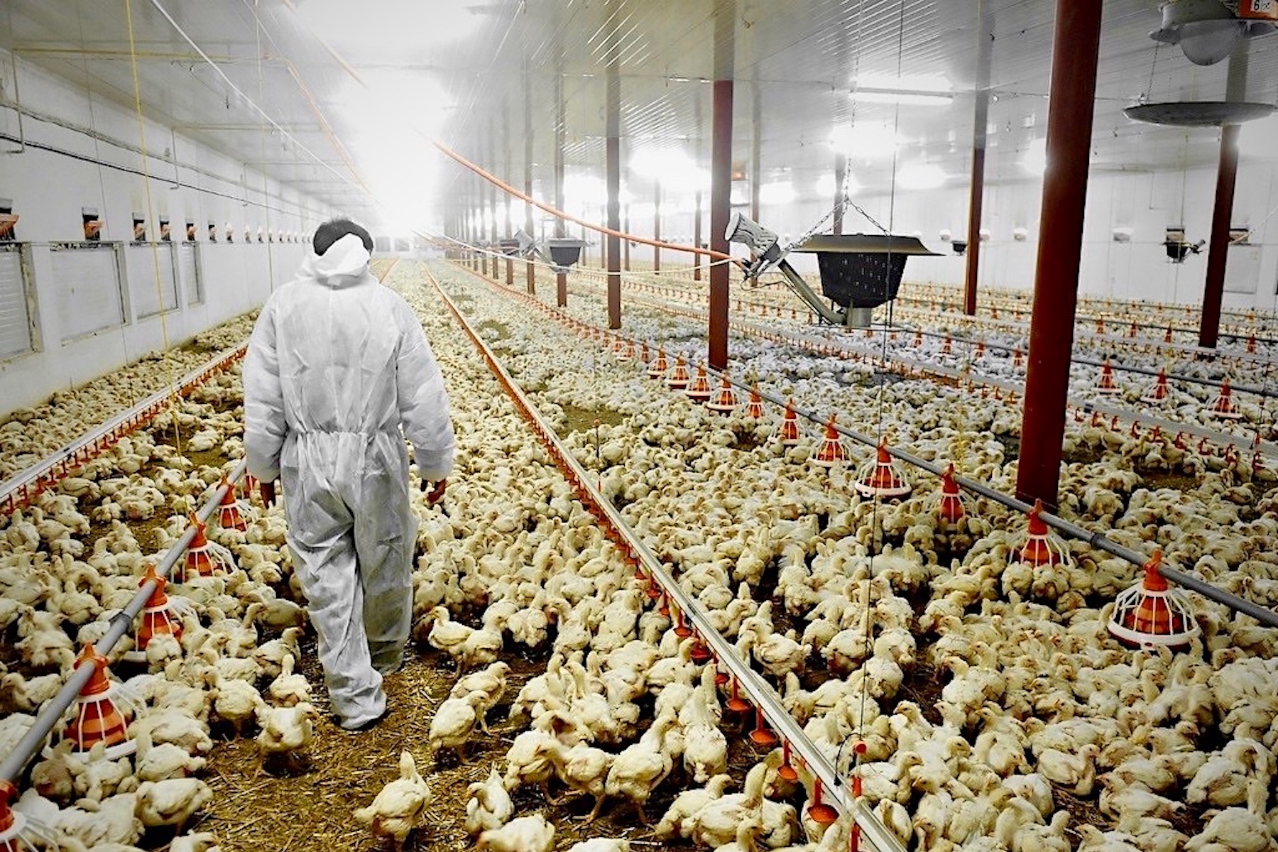 Factory Farmed Animals: Is Factory Farming Bad for Animals? - GenV