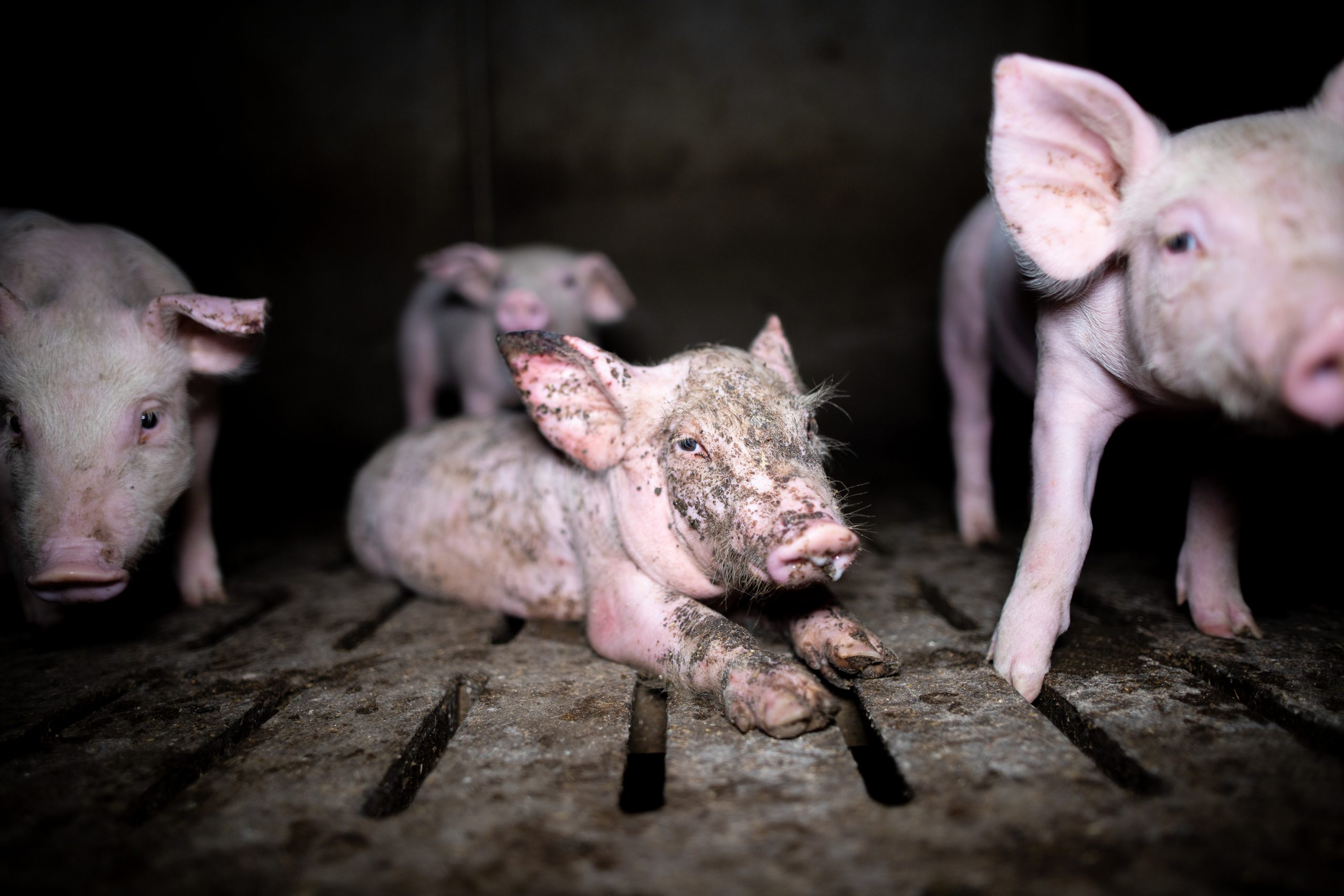 2560px x 1707px - 18 Zoonotic Diseases From Pigs & How To Protect Yourself - GenV