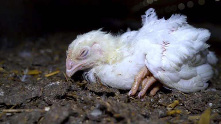 Zoonotic Diseases from Chickens: Concerns about Raising Poultry - GenV