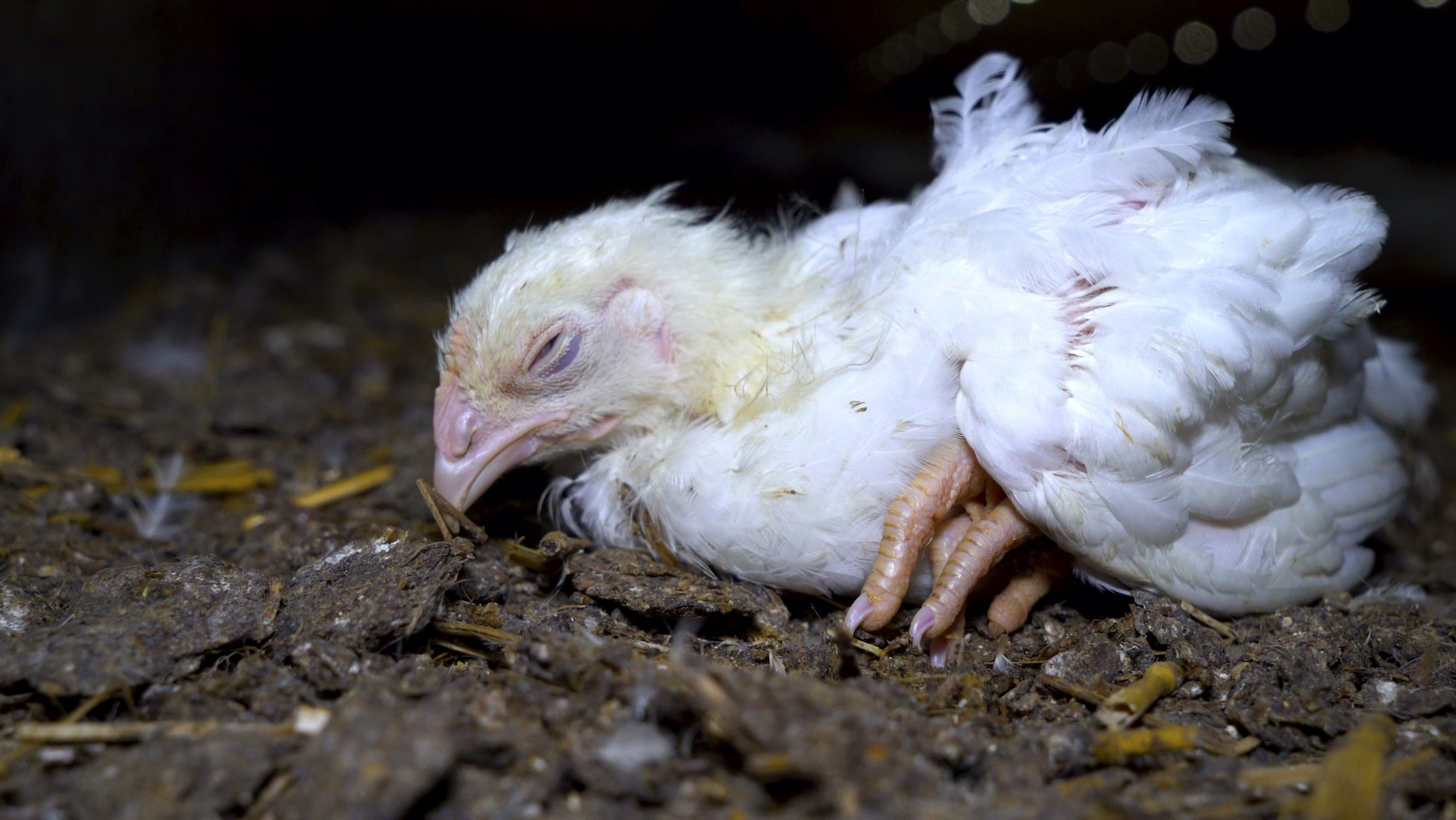 las gallinas comen caca de perro