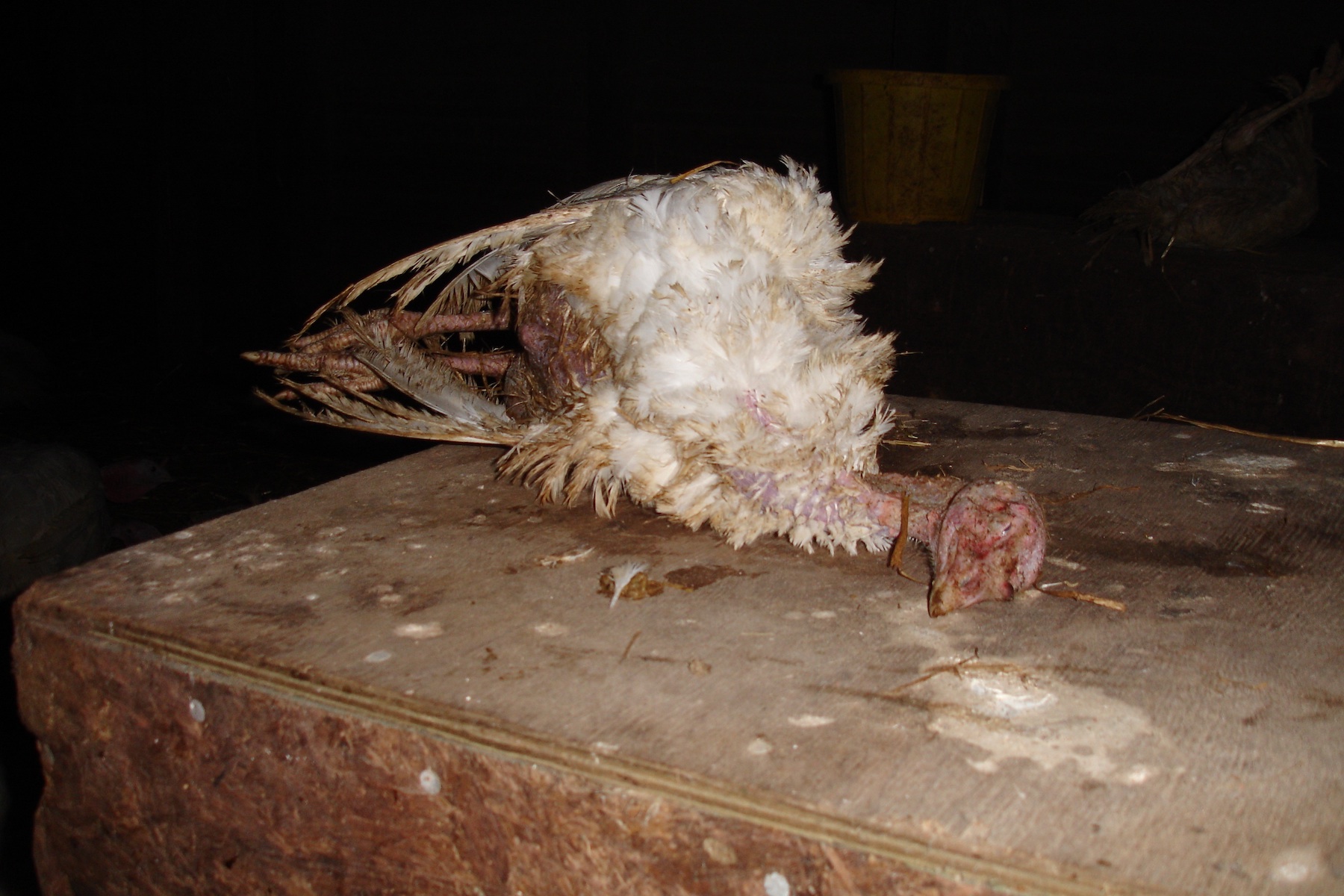 Dead turkey inside a factory farm