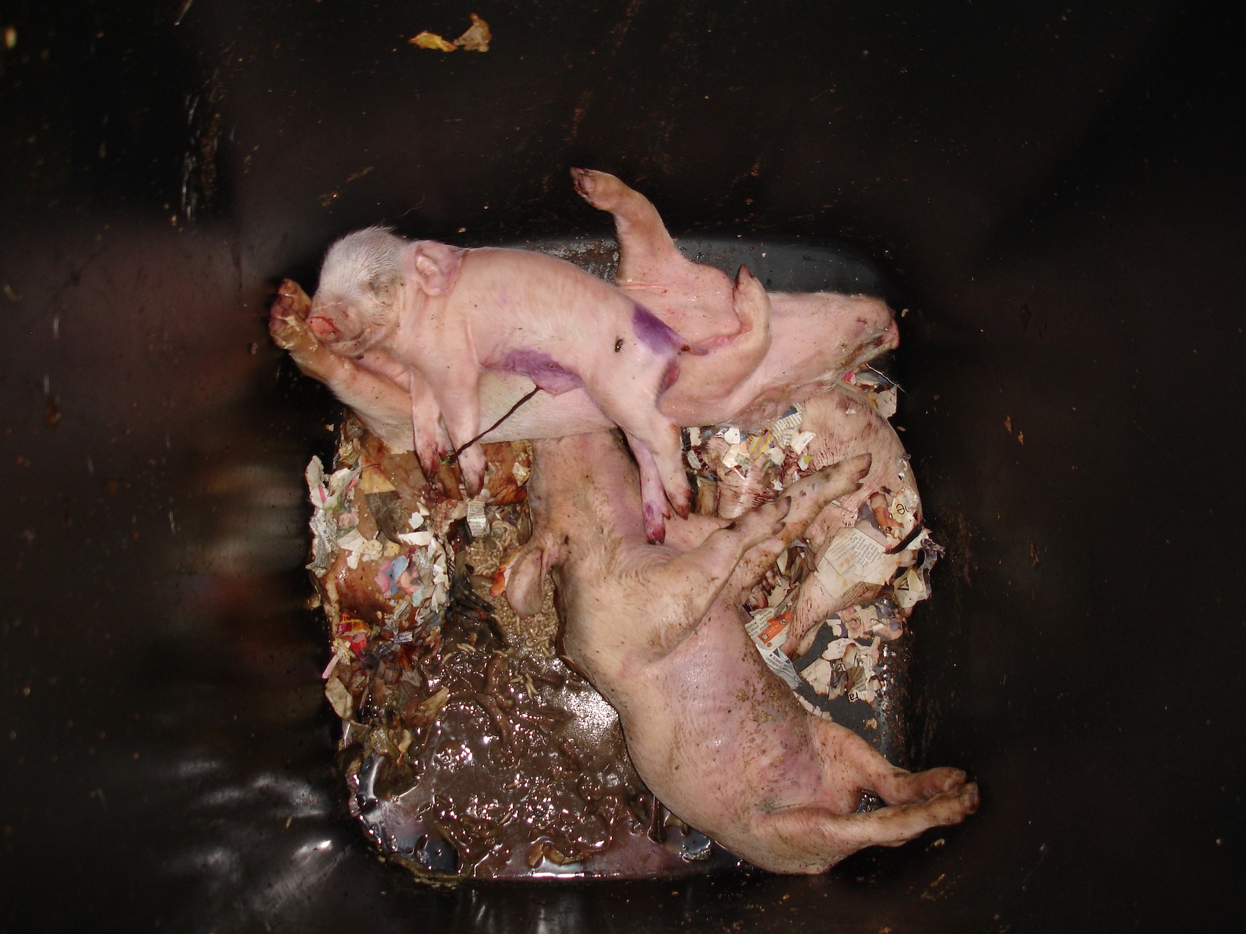 Factory Farming: Piglets in bin.