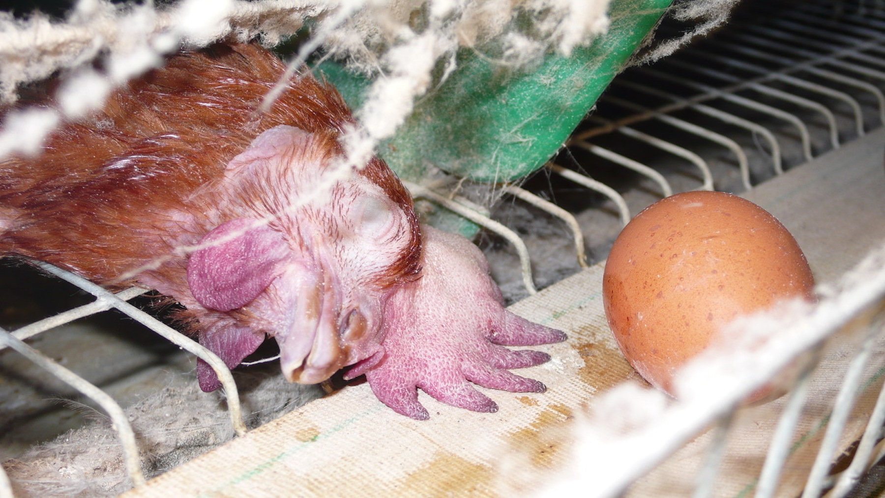 Dead laying hen inside a factory farm