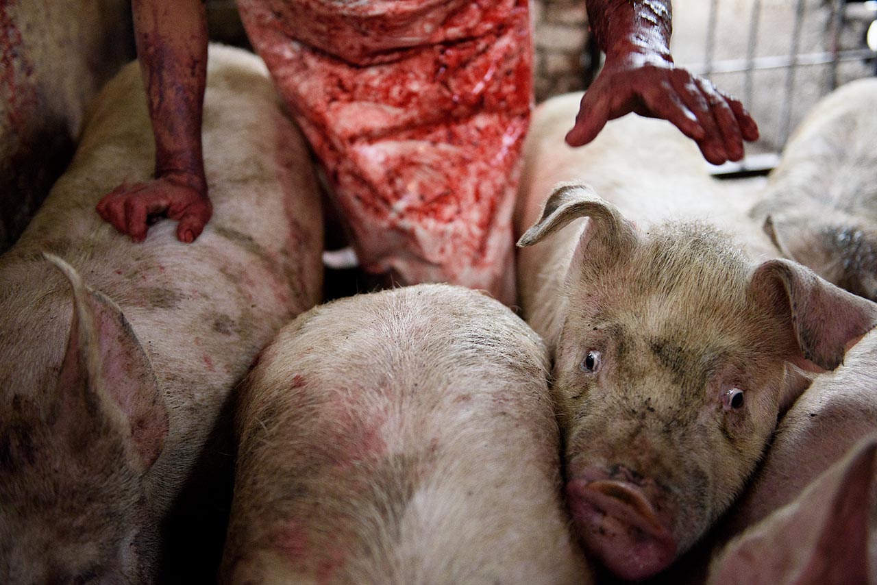 Pigs inside a slaughterhouse.