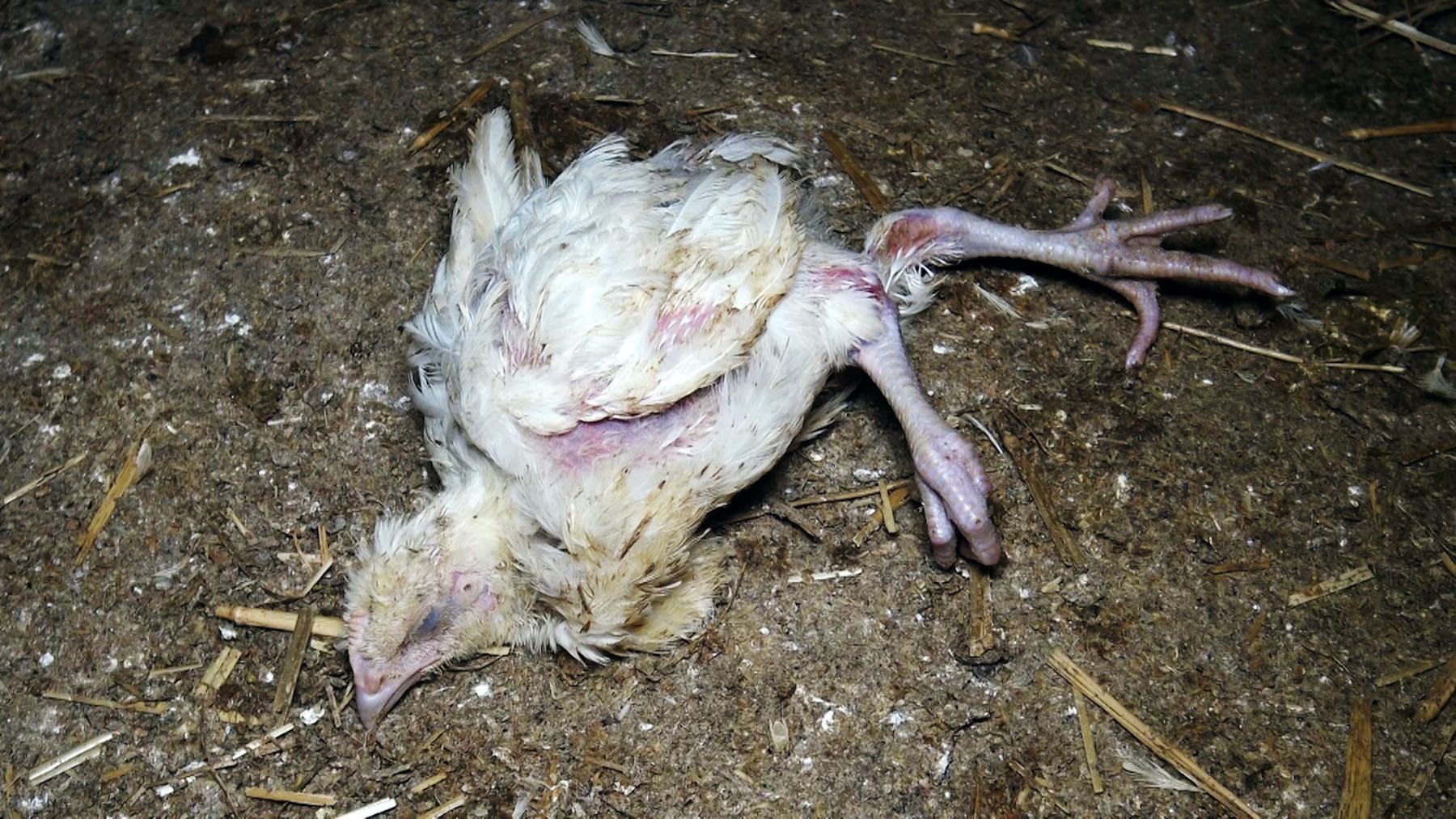 Dying chicken inside a factory farm