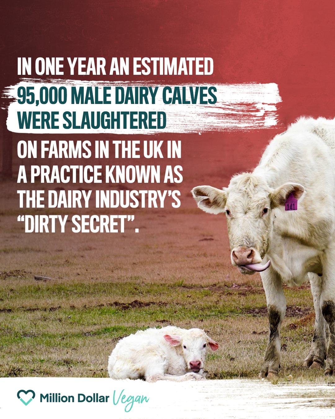 The dairy industry's dirty secret