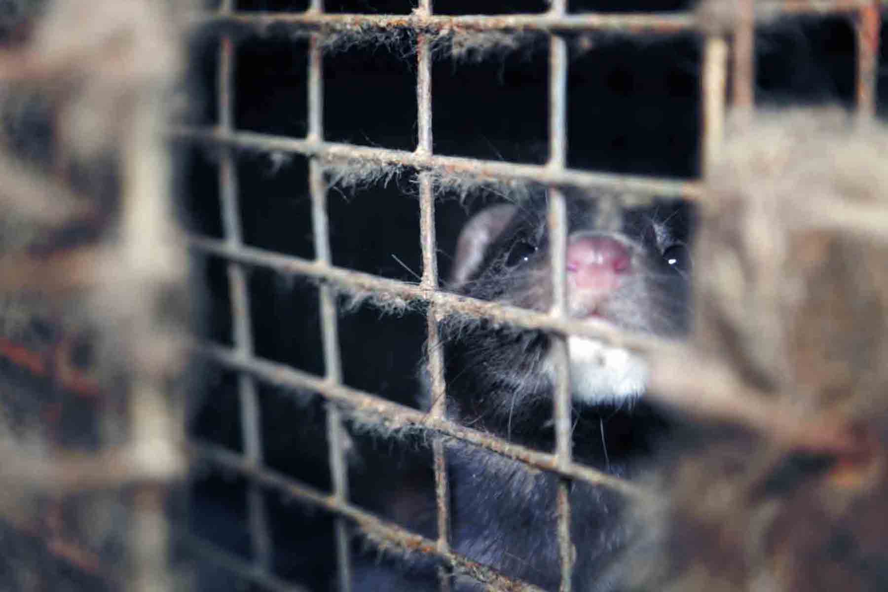 Caged mink suffer on factory farms. Credit: L214