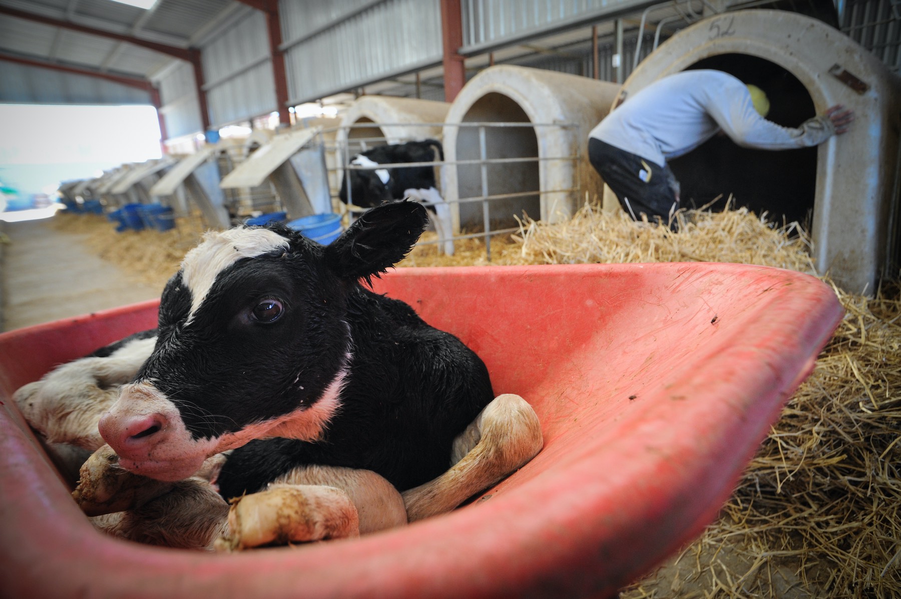 Dairy Veal Farm / We Animals Media