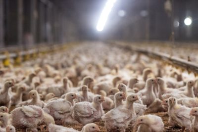 Poultry Farming: What is It & How Are Poultry Killed in Farms? - GenV