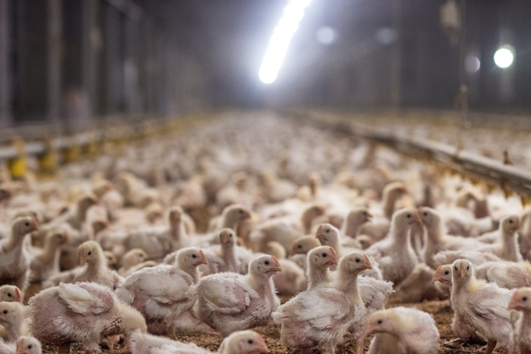 Tens of thousands of young chickens in a multi-level industrial farm.