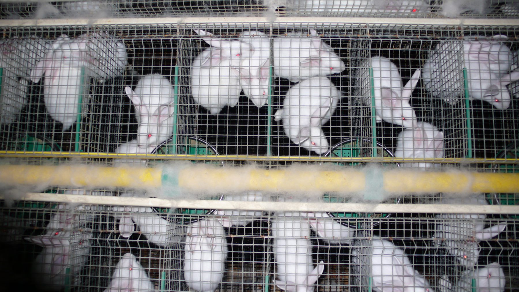 Rabbits are factory farmed