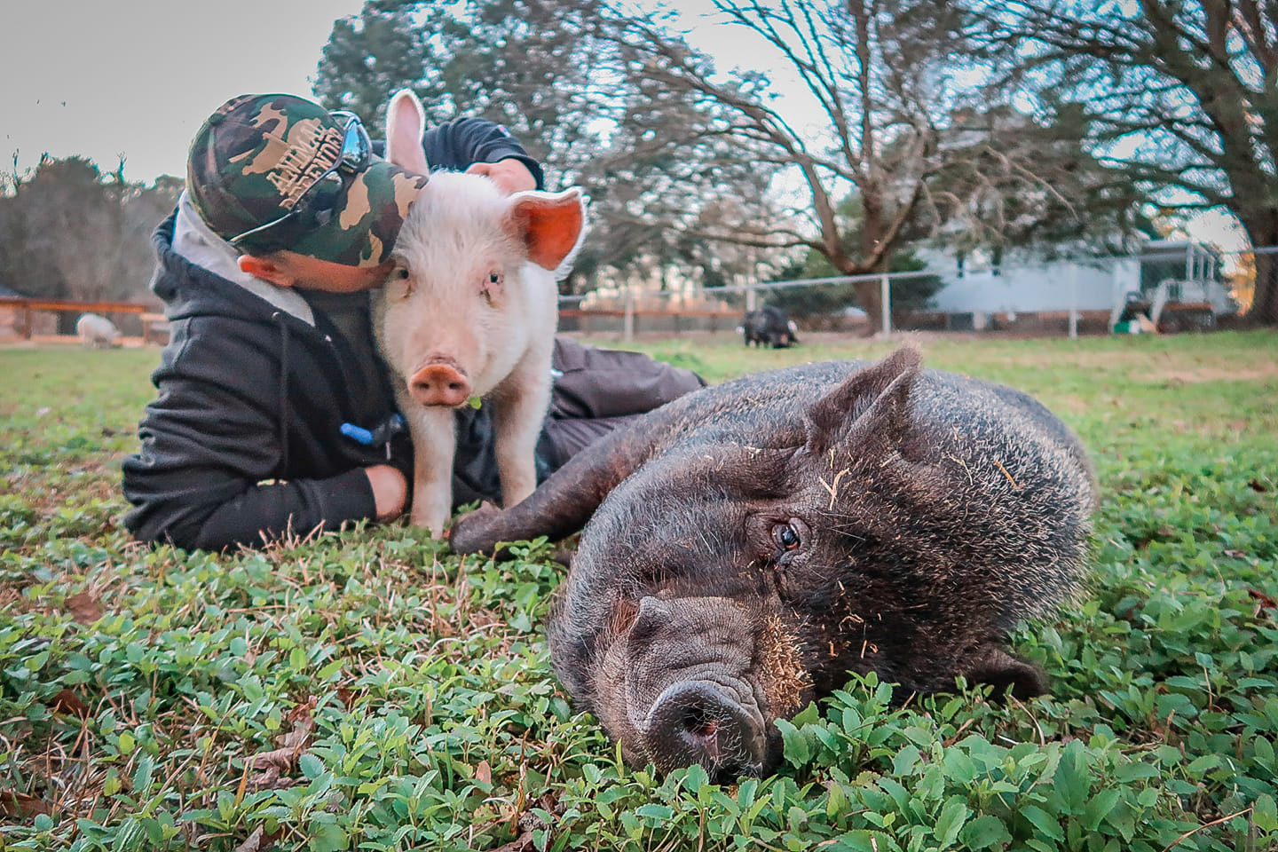 Rescued pigs living in peace at the animal sanctuary.