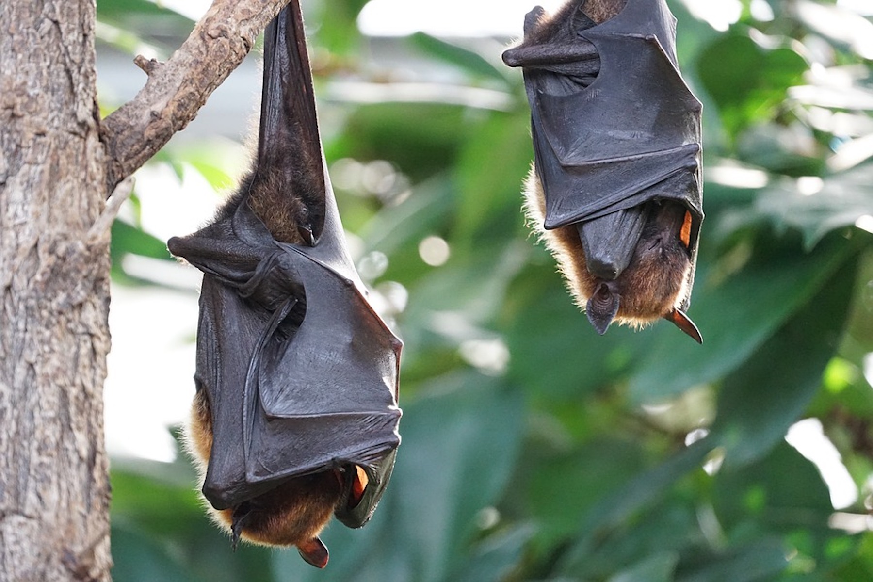 Tropical bats