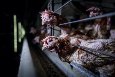 Egg Farming: Facts and Truth About the Egg Industry - GenV