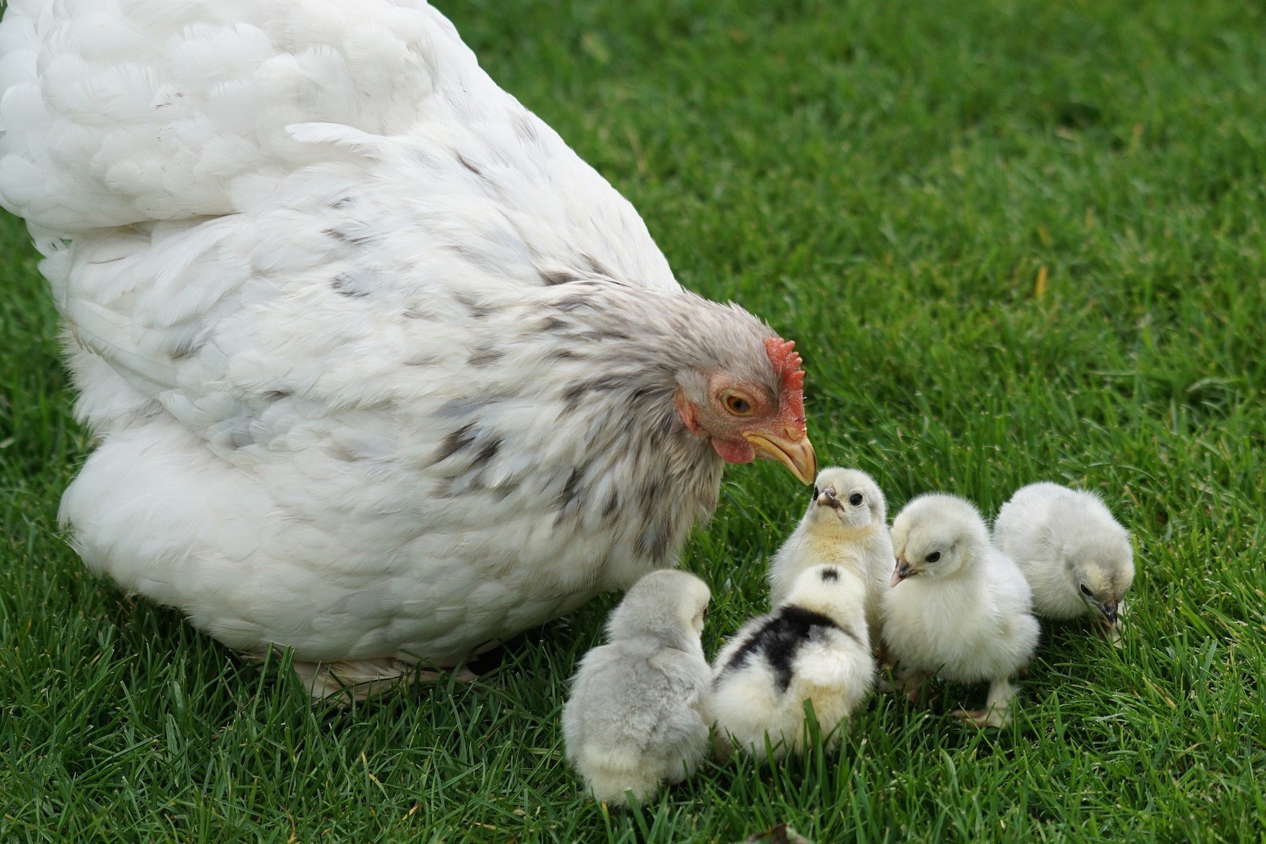 Happy Family of Birds