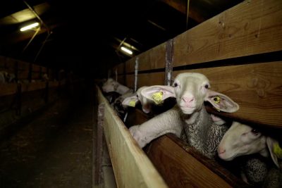 Factory farming is cruel for all animals