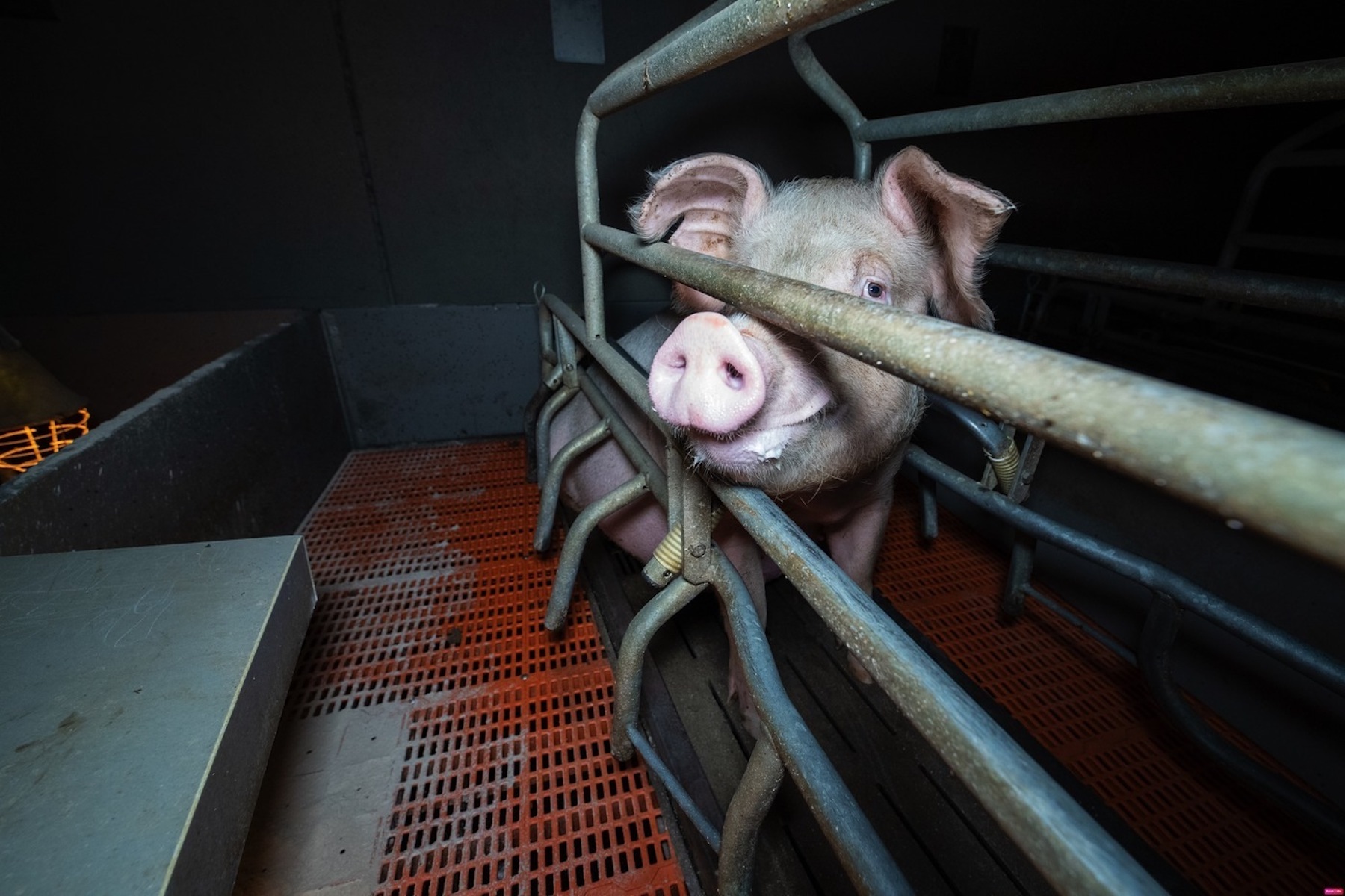 A pig in a Factory Farm