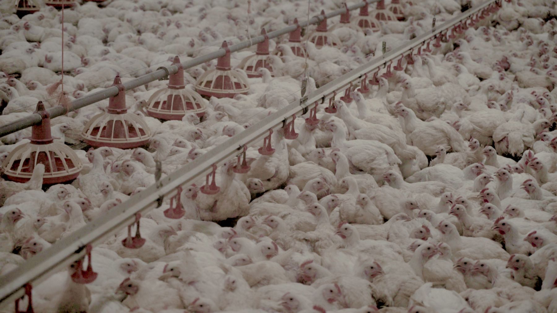 chicken factory farm