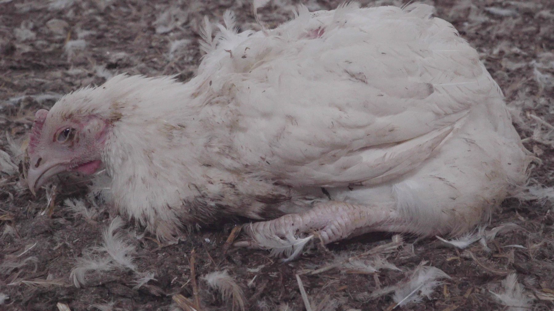 dying chicken in a farm