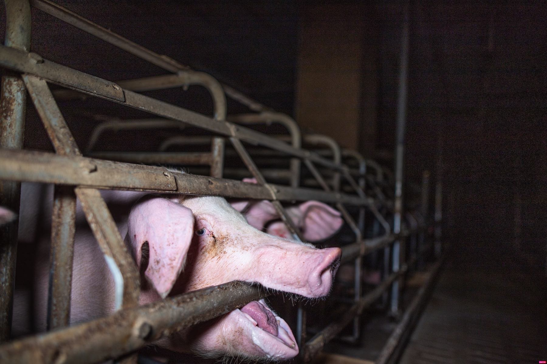 pig in a factory farm