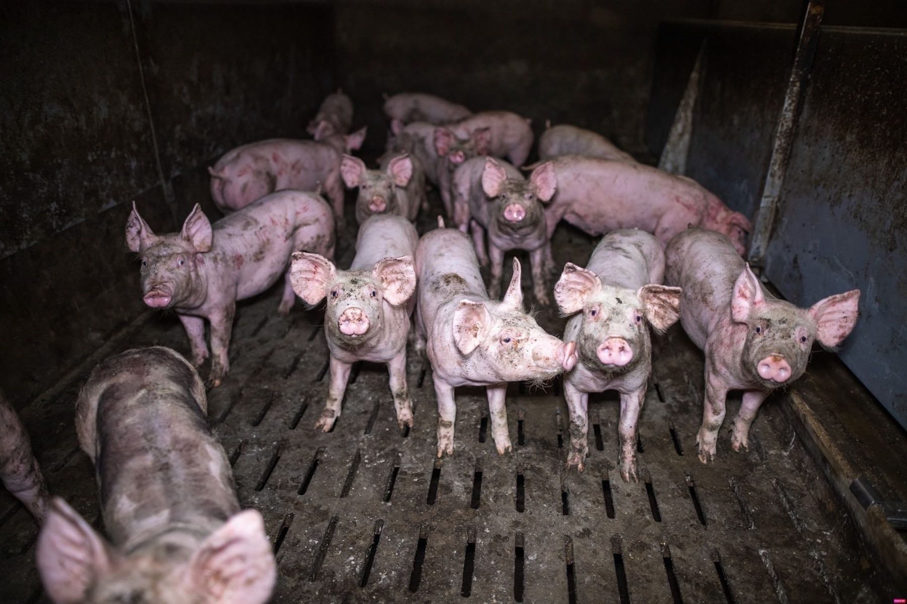 piglets in a factory farm