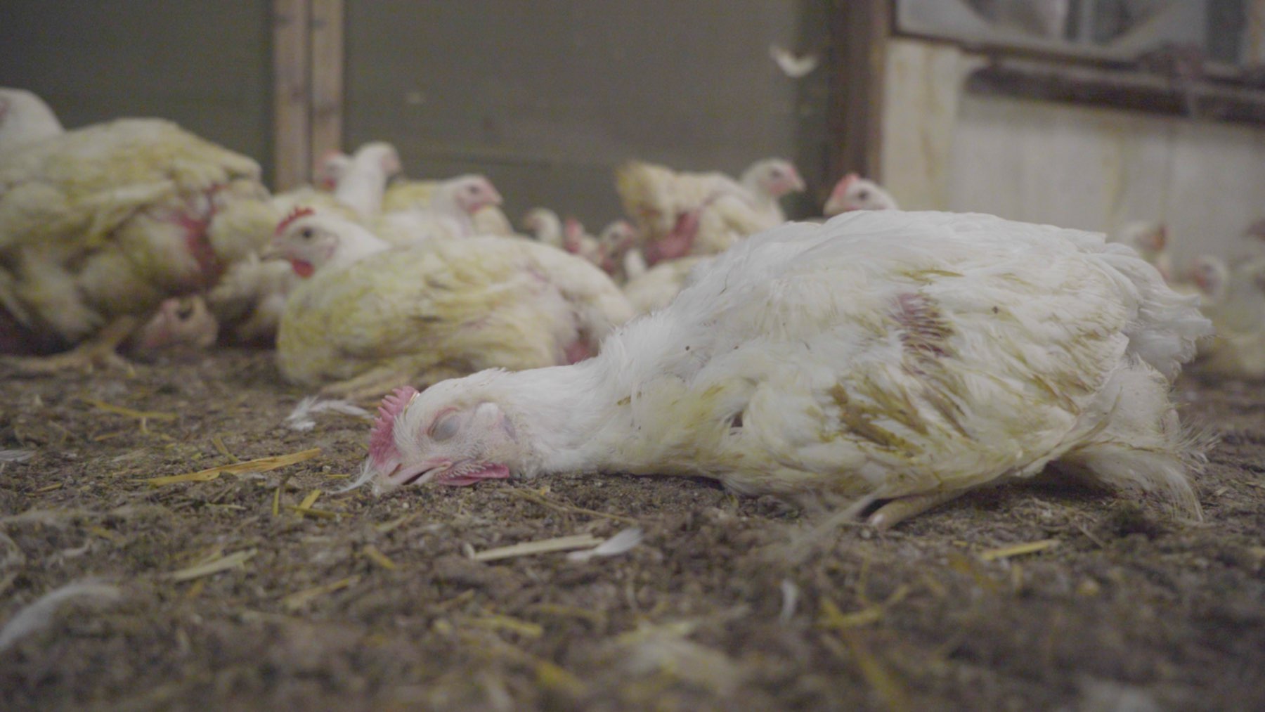 Poultry Farming: What is It & How Are Poultry Killed in Farms? - GenV