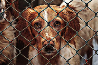 Animal Cruelty: What Is It, Types & How to Report Animal Cruelty - GenV