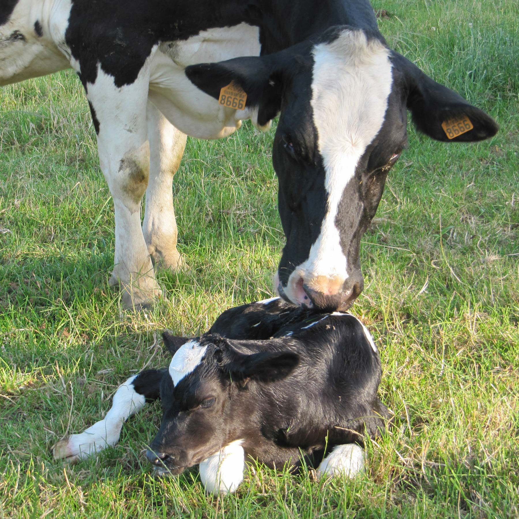 a cow and her calf