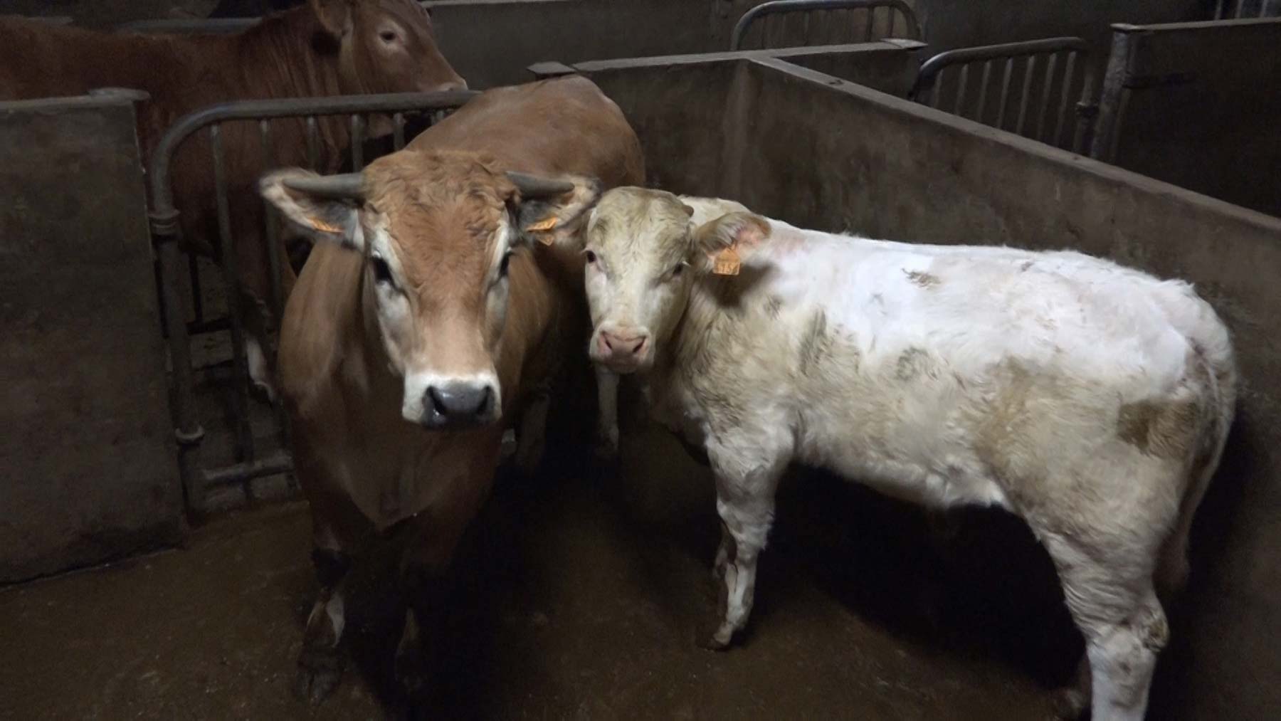 cow and calf waiting inside a slaughterhouse
