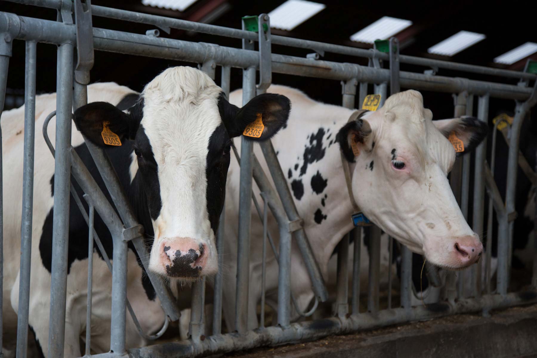 How to maximise dairy farm profits in warm countries - Dairy Global