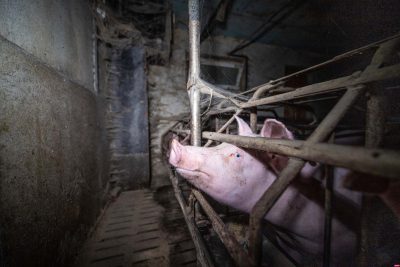 Is Pig Farming Cruel? How Are Pigs Treated In Factory Farms? - GenV