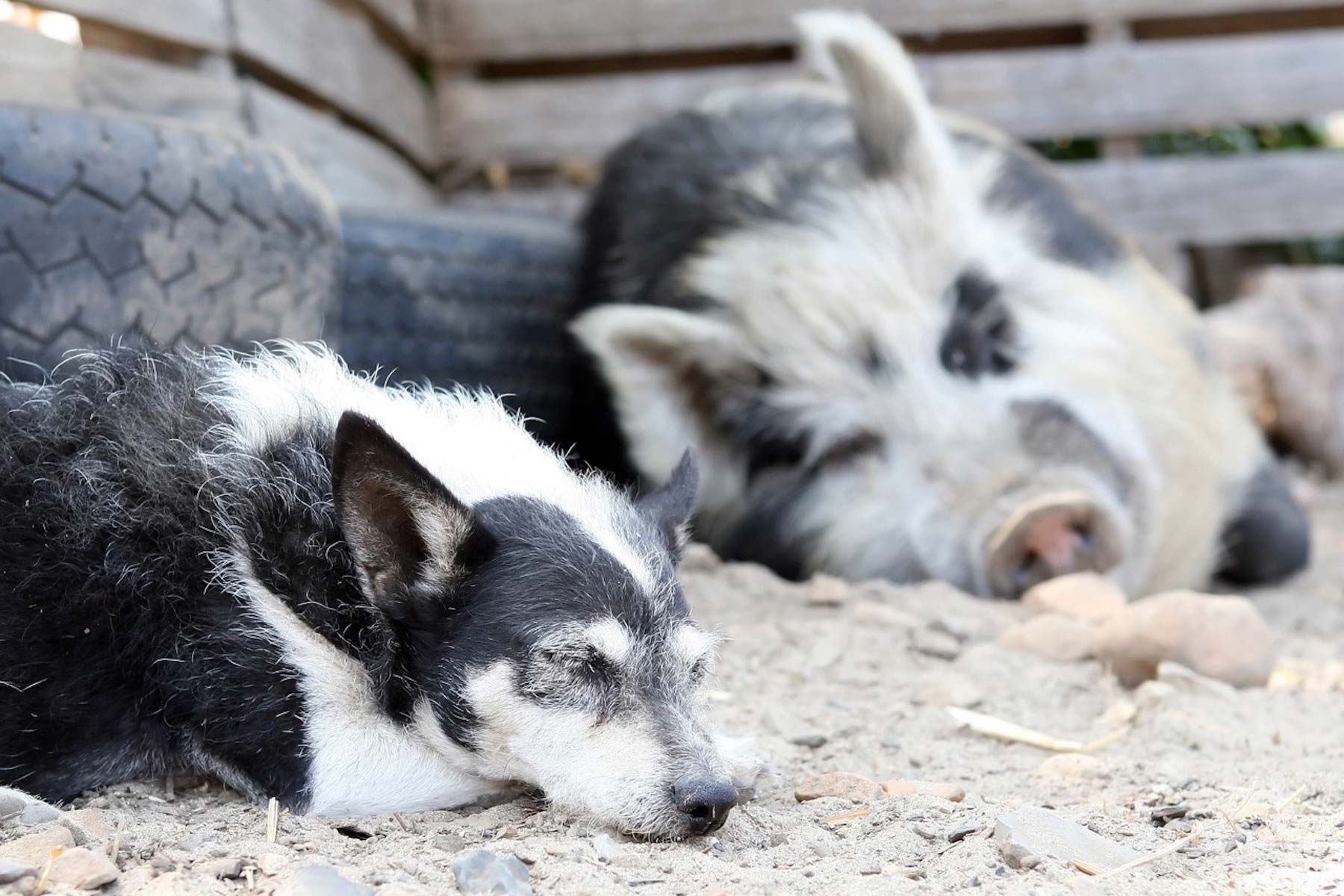Pigs share many characteristics with dogs