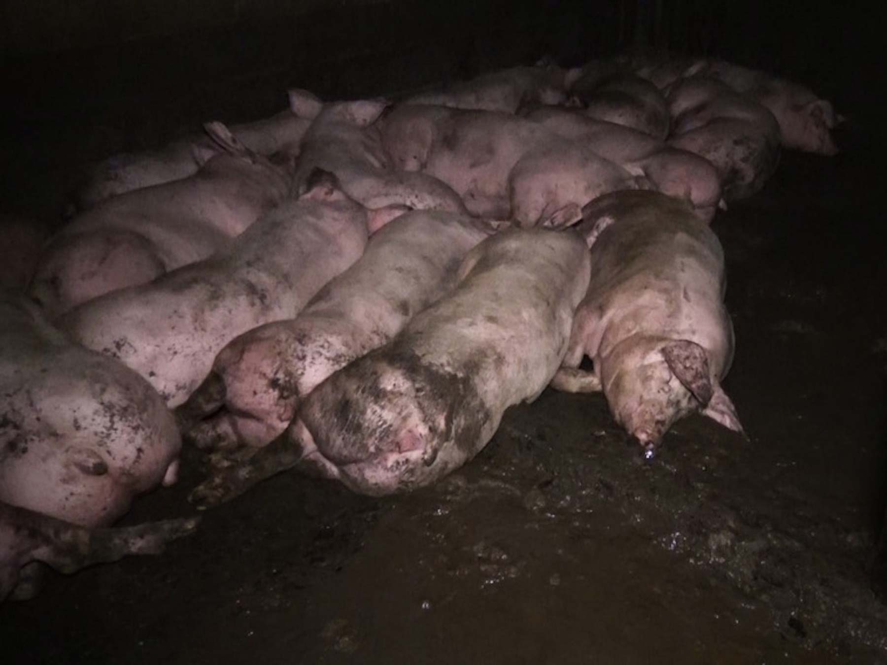 Pigs living in their own waste