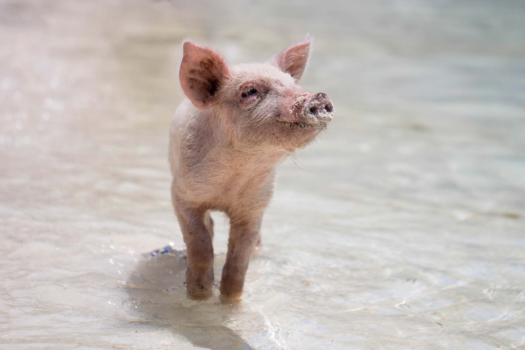 Happy piglet at the beach