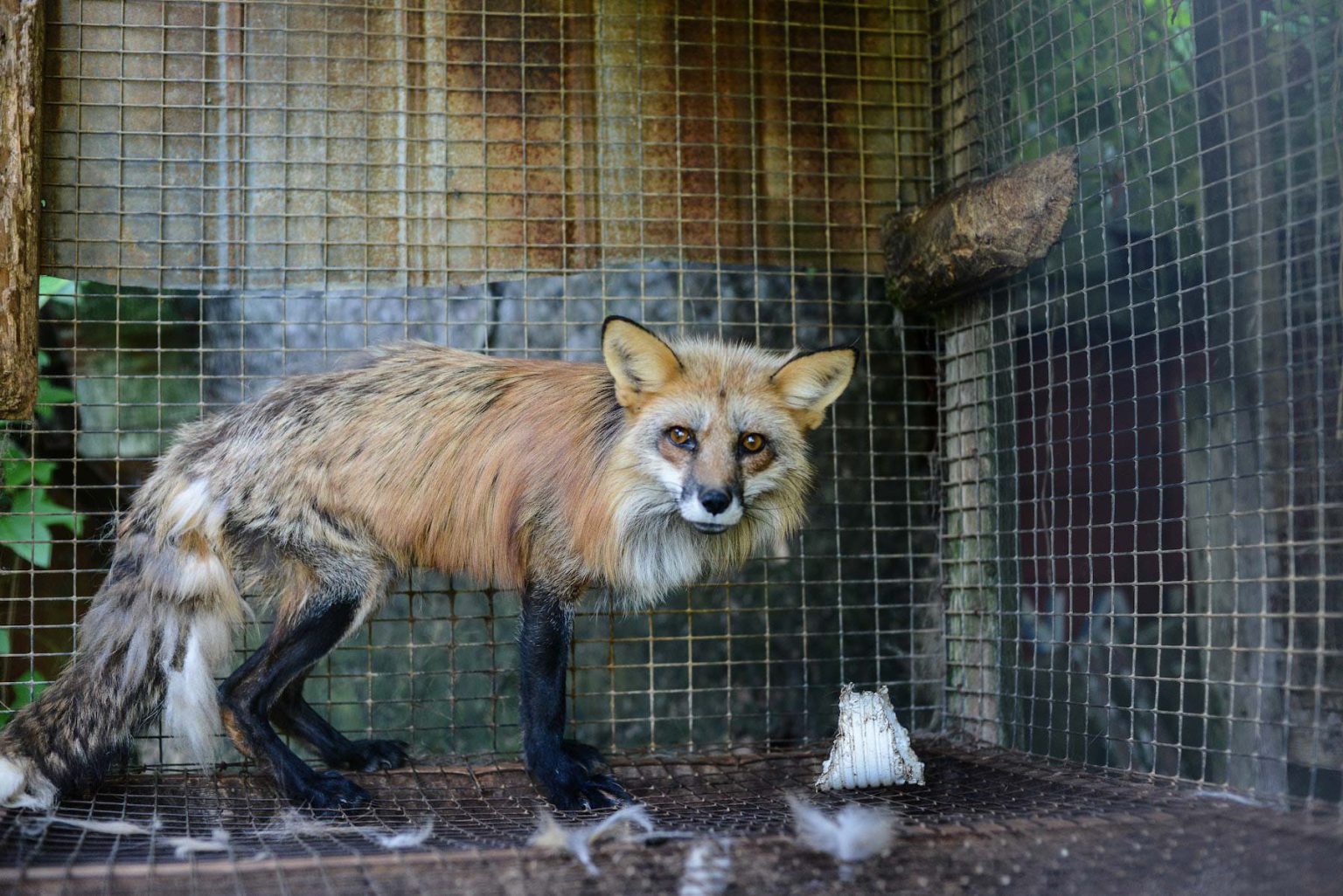 What Are Animal Rights & Why Should Animals Have Rights? GenV