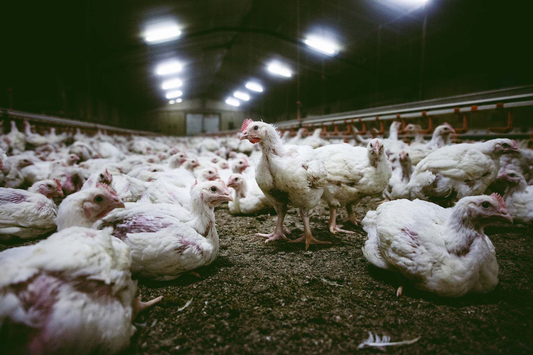 Granja de pollos: ¿cómo funciona? ¿Son crueles las granjas de pollos? - GenV