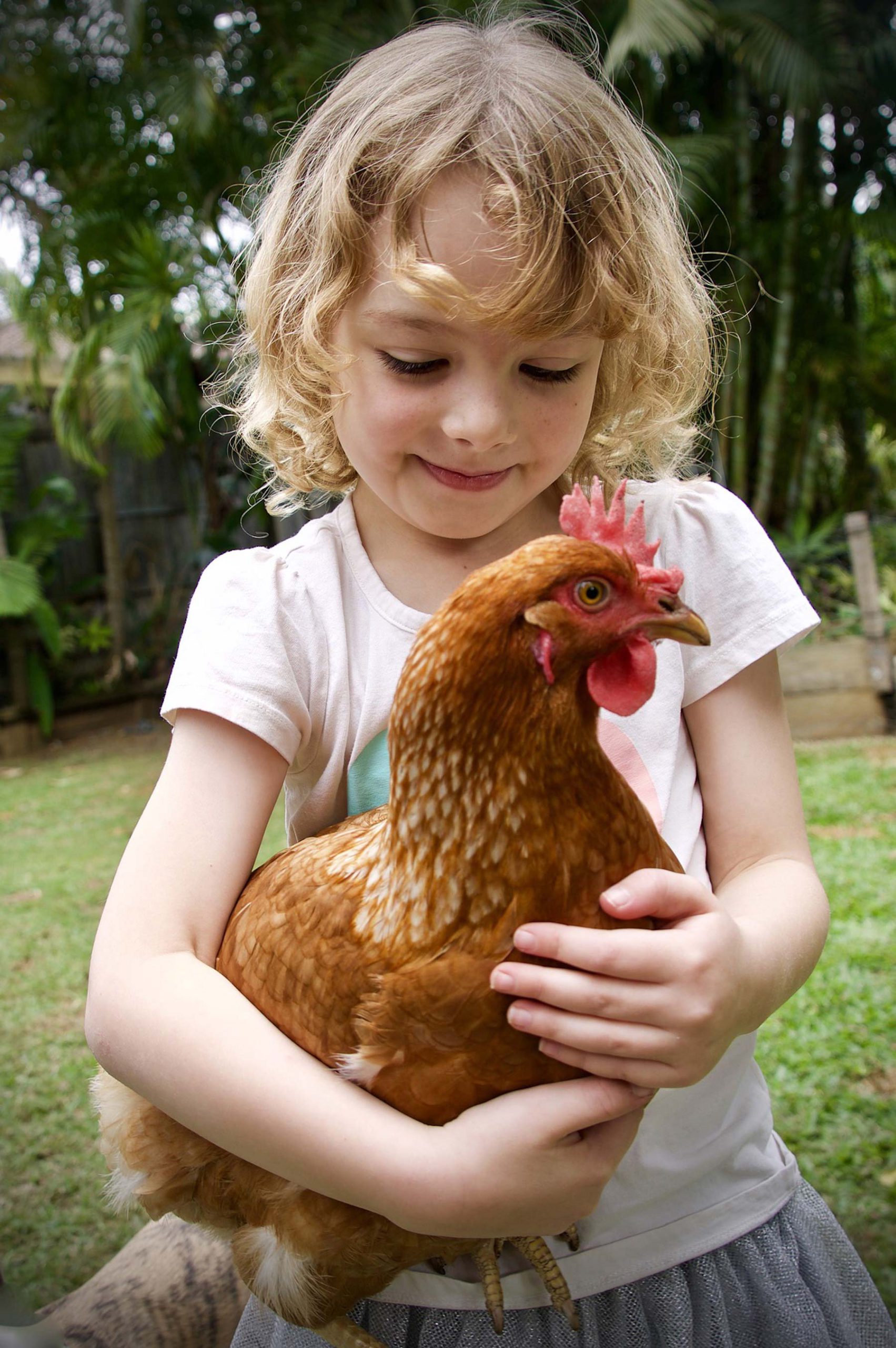 compassion for chicken