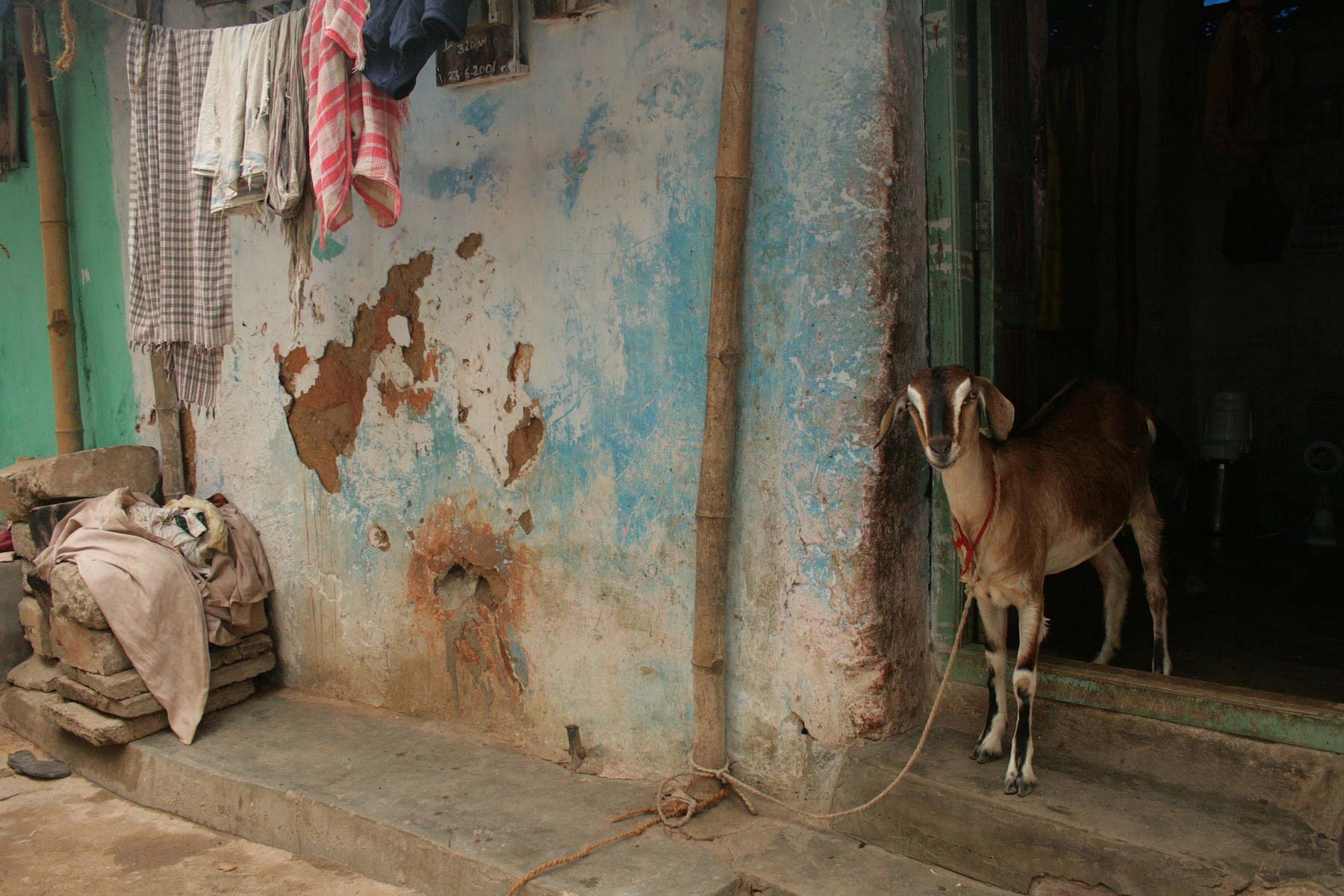 A goat in India
