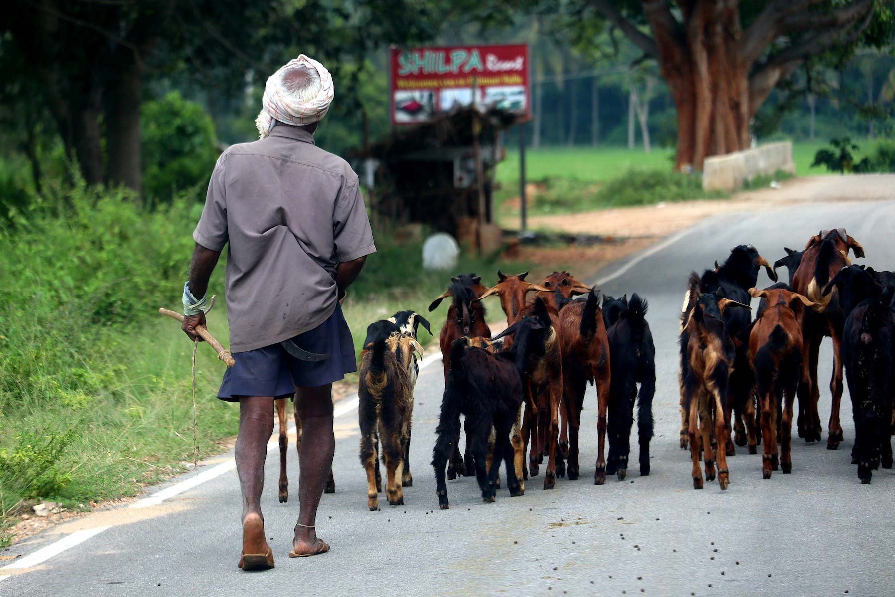 Goats in India