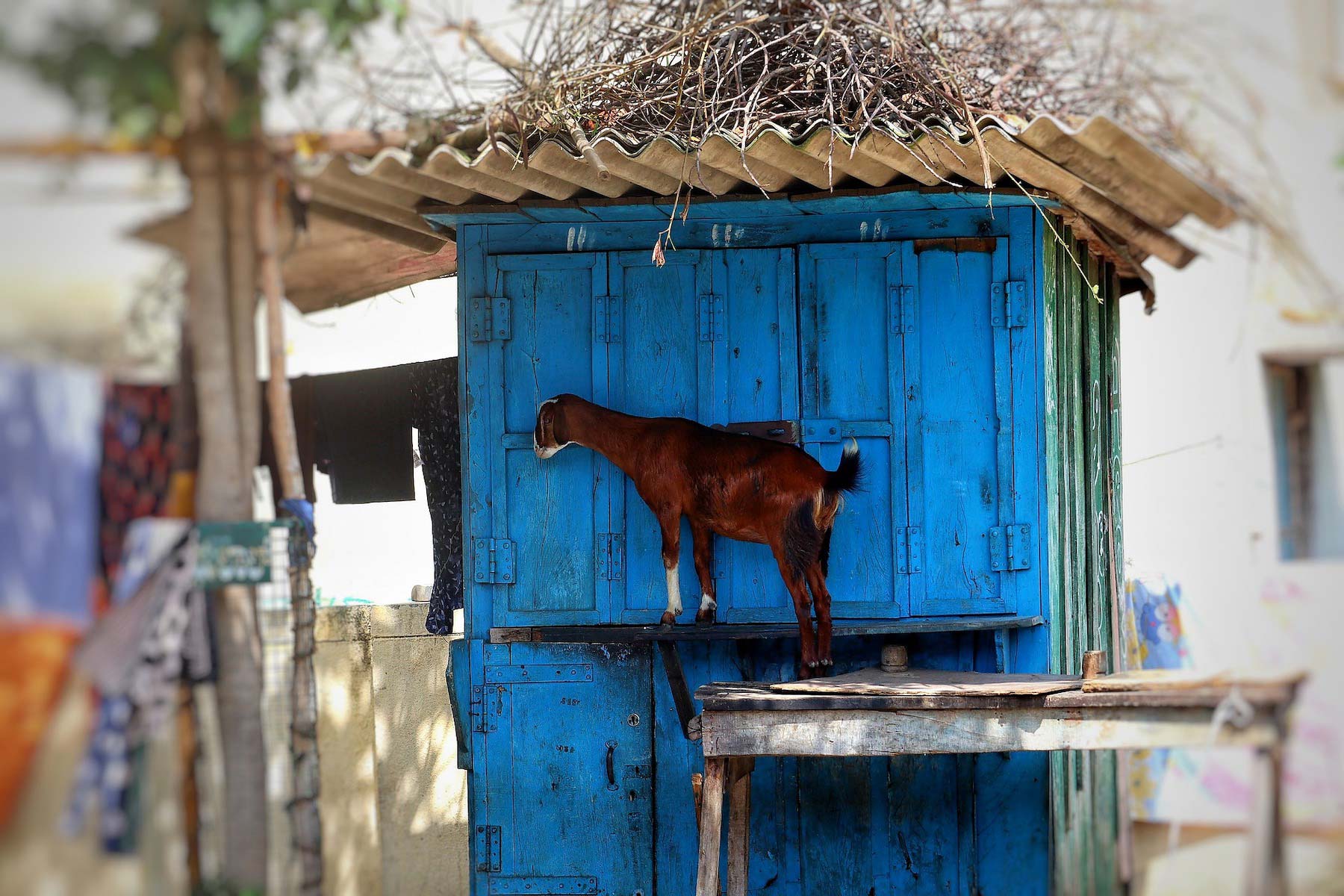 A goat in India