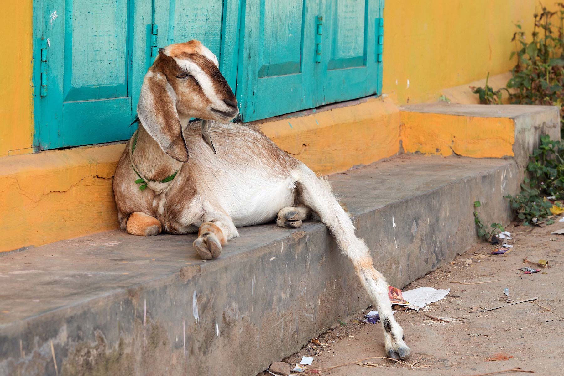 what-is-goat-meat-called-in-india-do-people-eat-goat-there-genv