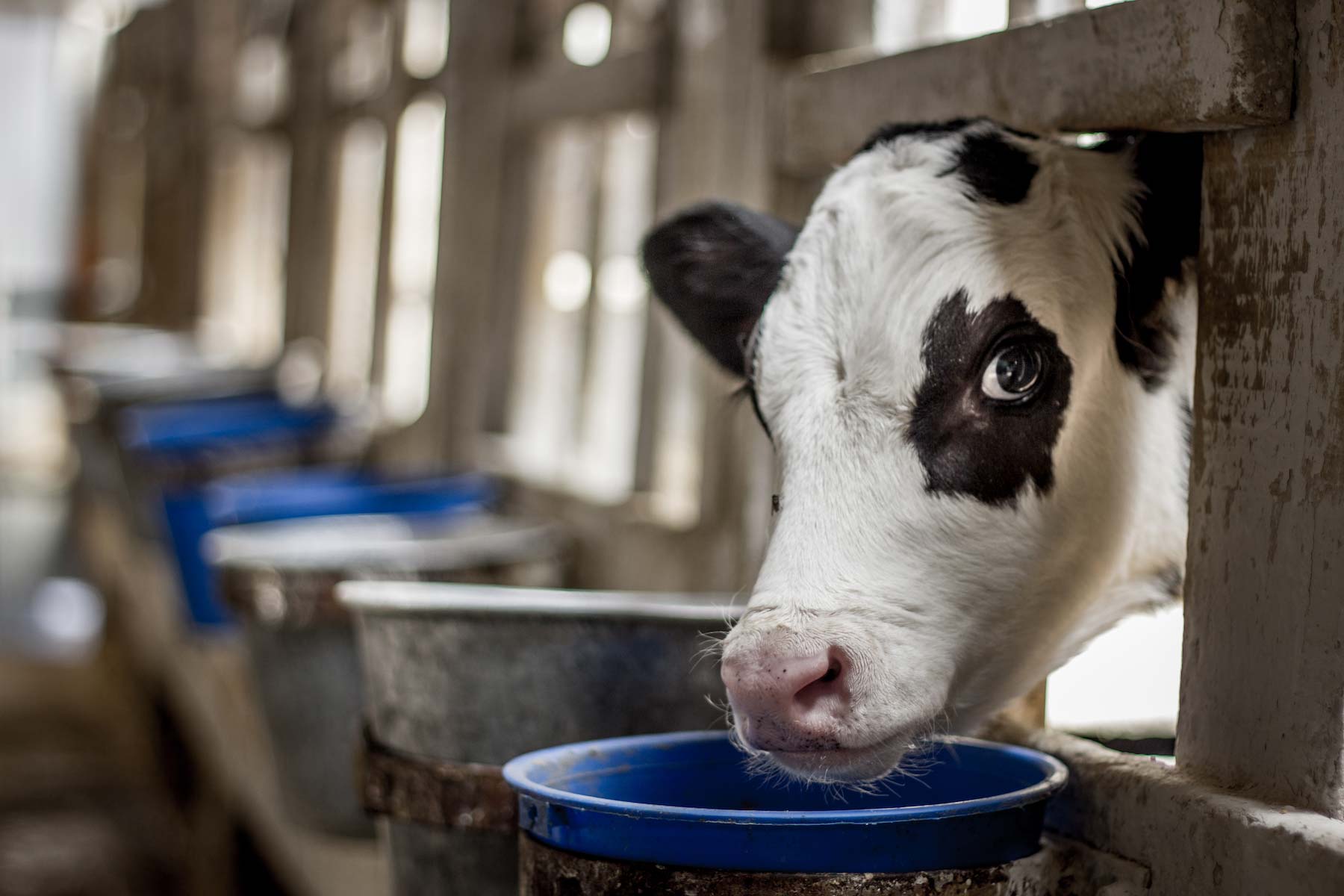 A calf sticks her head out of her stall to drink milk from a bucket at a dairy farm